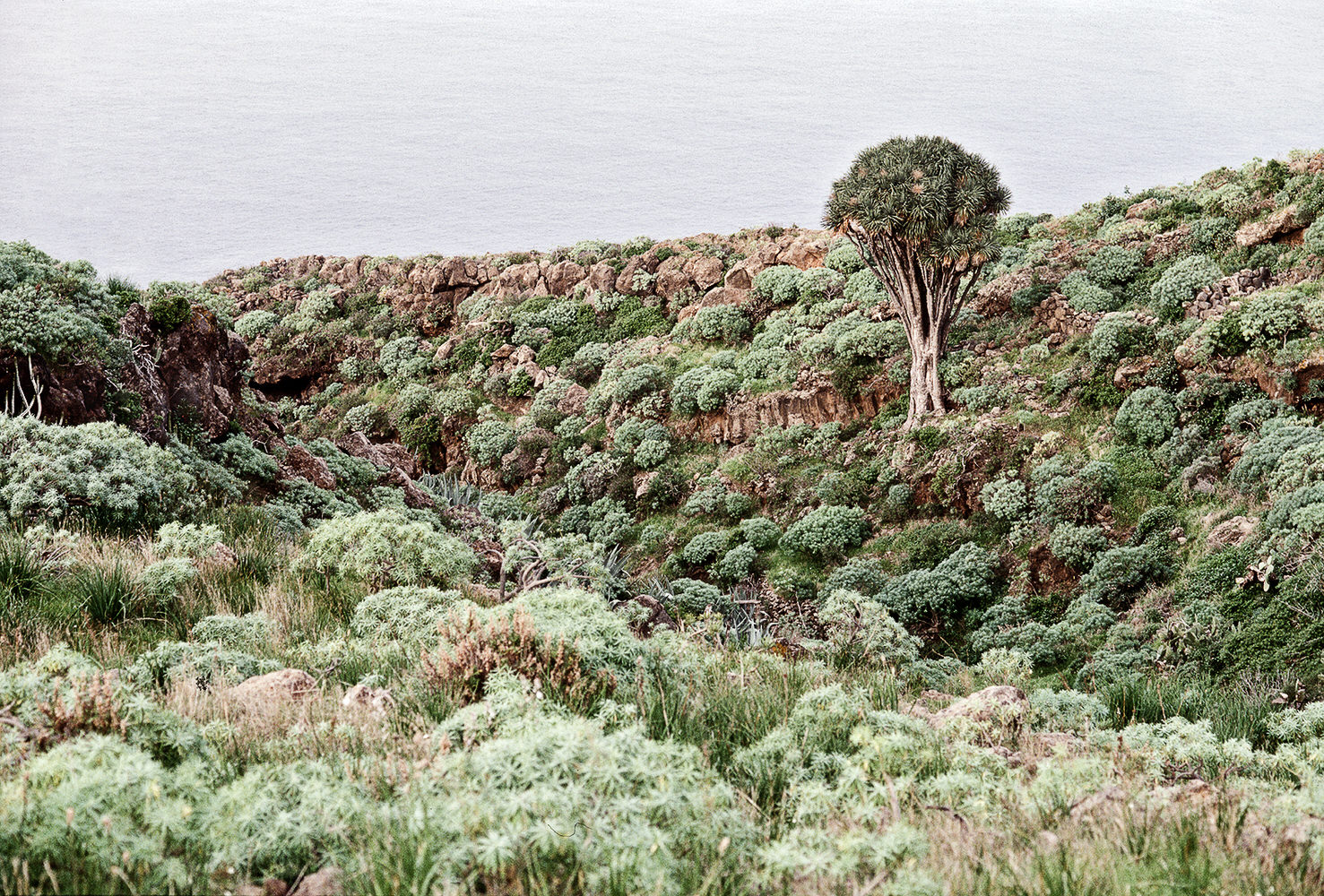 Real Surreal Landscape 1