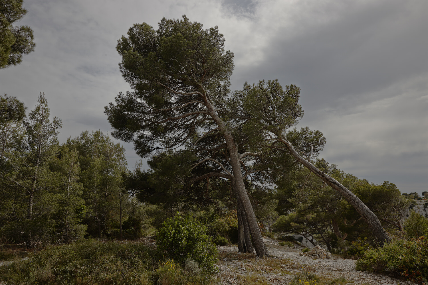 Real Surreal Landscape 1